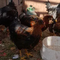 جوجه مرغ وخروس