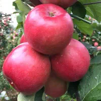 انواع نهال میوه و خشکبار لیبل‌دار