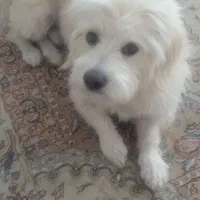 سگ آپارتمانی