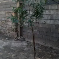 درخت بید برگ پهن