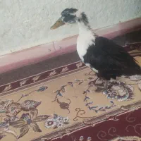 مرغابی
