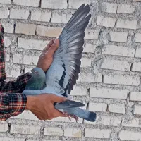 سبز نرپلاکی مسافتی