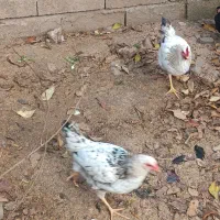 فروش مرغ و خروس شش ماهه|حیوانات مزرعه|املش, |دیوار