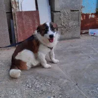 سگ اشپتز نر