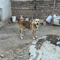 سگ سرابی واگزاری