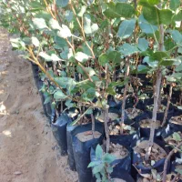 مزکز،فروش،نهال|خدمات باغبانی و درختکاری|استهبان, |دیوار