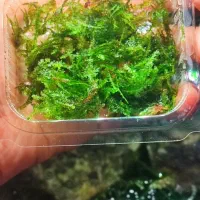 خزه و گیاه آکواریوم ،پلنت|ماهی|تهران, سازمان آب|دیوار