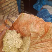 کاه  گندم و جو