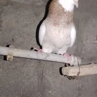 کبوتر