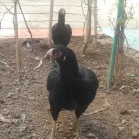 مرغ لاری|حیوانات مزرعه|زاهدان, |دیوار