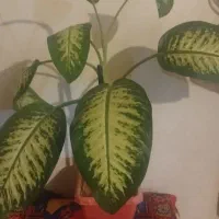 گل دیفن باخیا