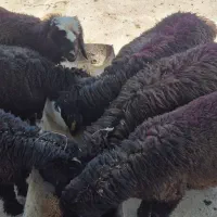 بره در گوسفند میش و بز