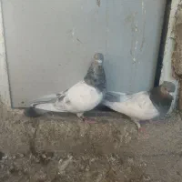 کبوتر|پرنده|شیراز, سجادیه|دیوار