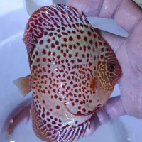 دیسکس گریدبالا|ماهی|مشهد, الهیه|دیوار