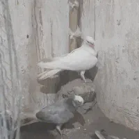 ۴ عدد