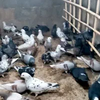 کبوتر|پرنده|سیرجان, |دیوار