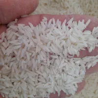 برنج درجه یک هاشمی گیلان