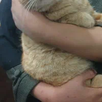 گربه پیدا شده