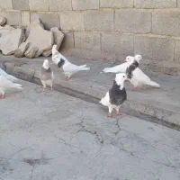 کفتر طوقی|پرنده|اشترینان, |دیوار