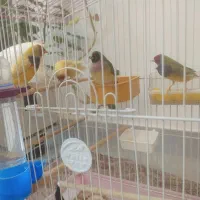 فنچ گلدین دو جفت