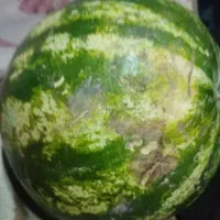 خوراک دام هندوانه گاوی و گوسفند