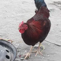 مرغ محلی ارگانیک