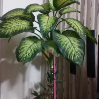 گل دیفن باخیا