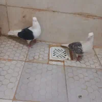 جفت دوکتی|پرنده|اهواز, کوی پیروزی|دیوار