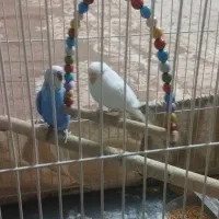 مرغ عشق جفت|پرنده|مشهد, هفت تیر (حافظ)|دیوار