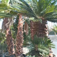 پالم خرما لاتانیا