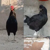 مرغ و خروس گلین فول