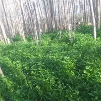 کود کوسفندی