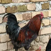 خروس گلین جوان