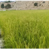 زمین برنج کاری  در روستای گندی خوری