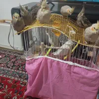 عروس هلندی|پرنده|تربت‌حیدریه, حاجی یار‎|دیوار