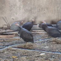 تعداد ۸عددمرغ شاخ دار نر و ماده. حدودا 1ساله.|حیوانات مزرعه|جوادآباد, |دیوار