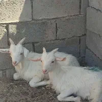 بز و بزغاله سانن پاکستانی دورگه