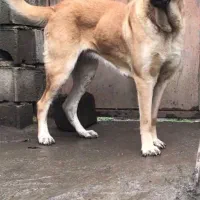 ماده بز ۹ماهه