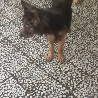 واگذاری رایگان سگ ژرمن شپرد شولاین