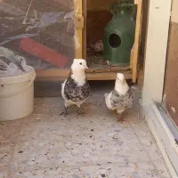 کبوتر طوقی|پرنده|پیر بکران, |دیوار