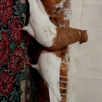 کله زرد نر و ماده|پرنده|سوسنگرد, |دیوار