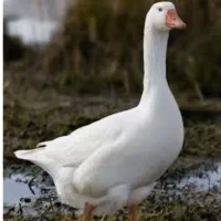 غاز سفید نگهبان