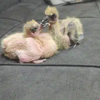 قبول کبوتر حراج