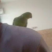 جوجه طوطی ملنگو ماده