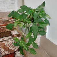 فروش گل آپارتمانی با گلدان