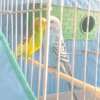 پرنده