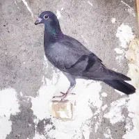 کفتر جفت وصید