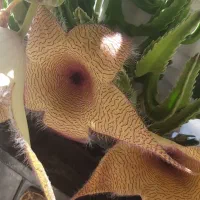 گل با گلدان پر گل|گل و گیاه طبیعی|شیراز, سایت اداری|دیوار