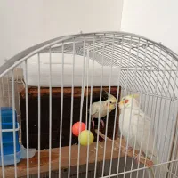 عروس هلندی|پرنده|زنجان, |دیوار