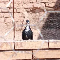 دوتا نر گردن کلفت